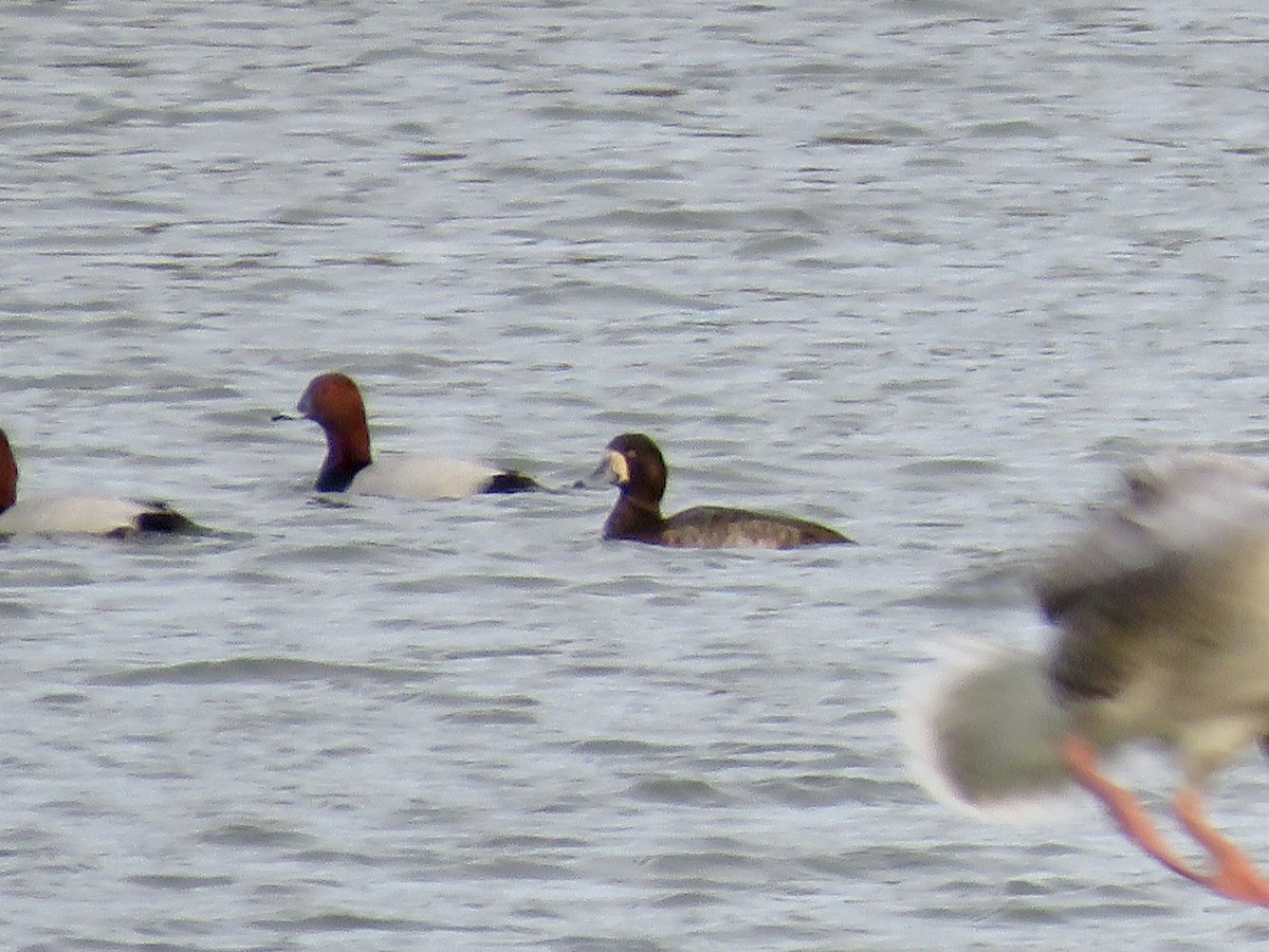 Greater Scaup - ML611124776