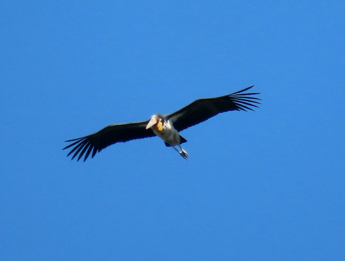 Lesser Adjutant - ML611124786