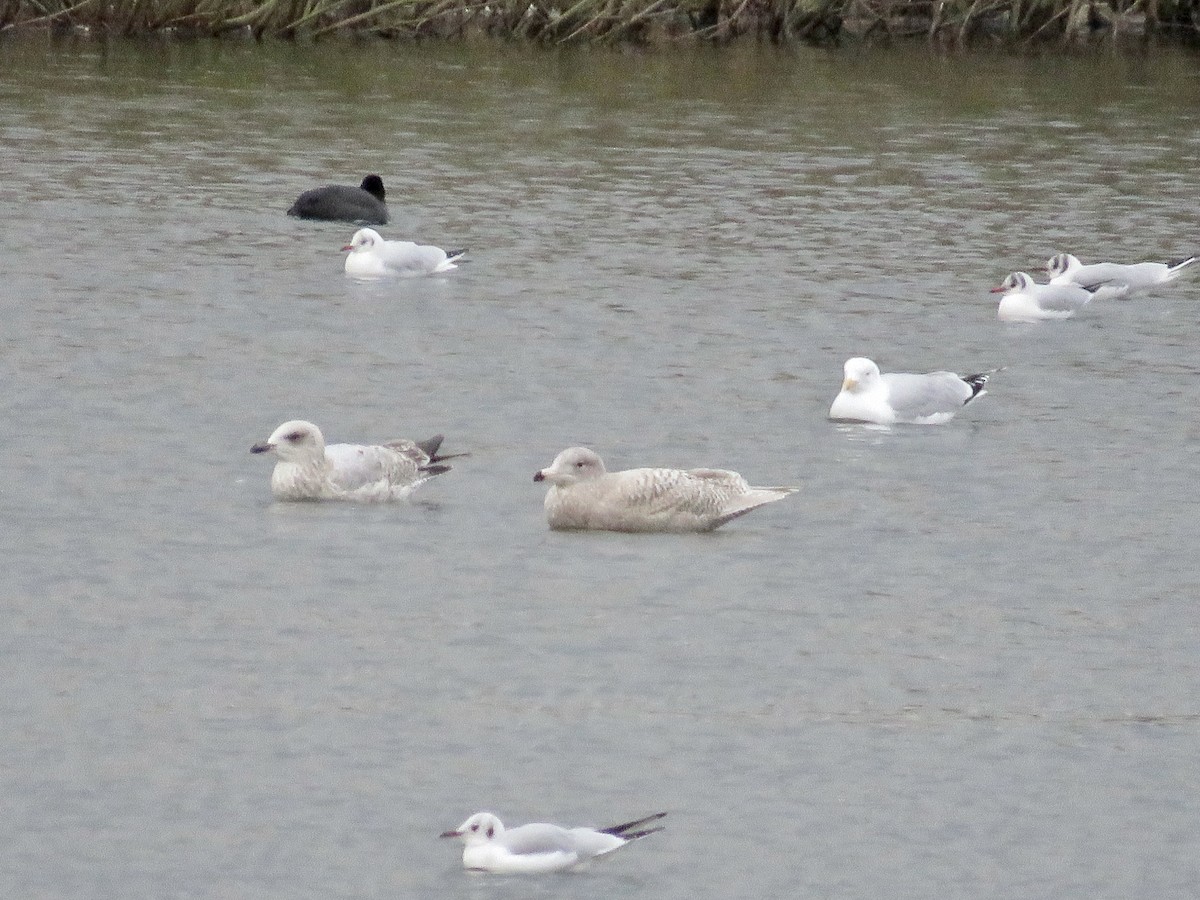 Glaucous Gull - Simon Pearce