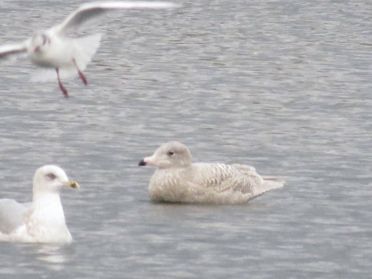 Glaucous Gull - ML611124826