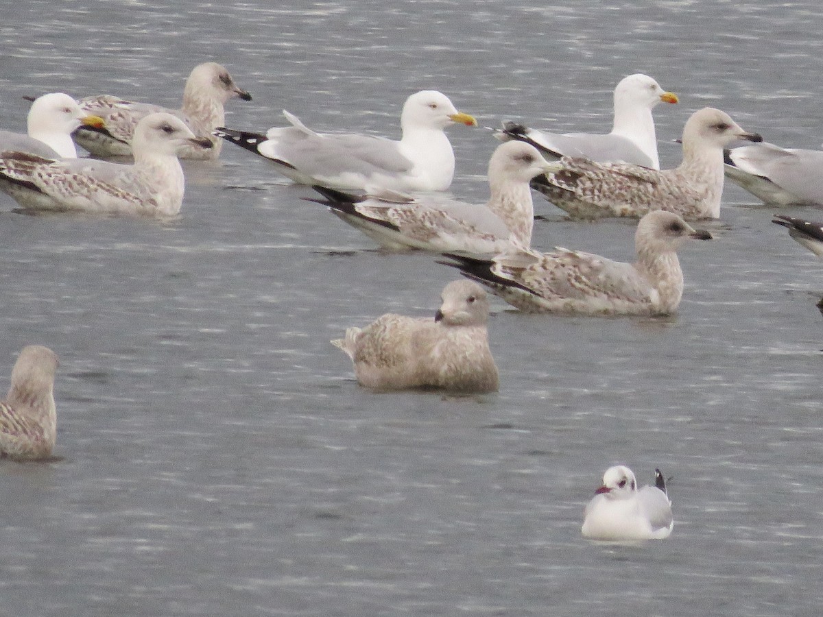 Glaucous Gull - Simon Pearce