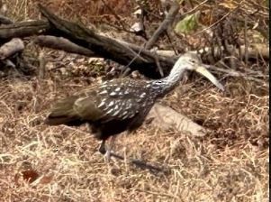 Limpkin - ML611124840