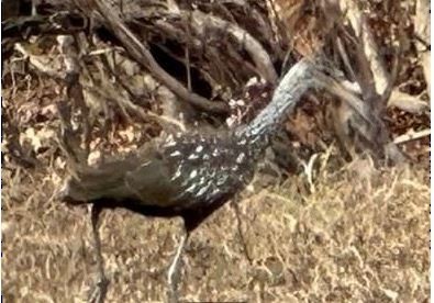Limpkin - Tennessee Rare Bird Records Data
