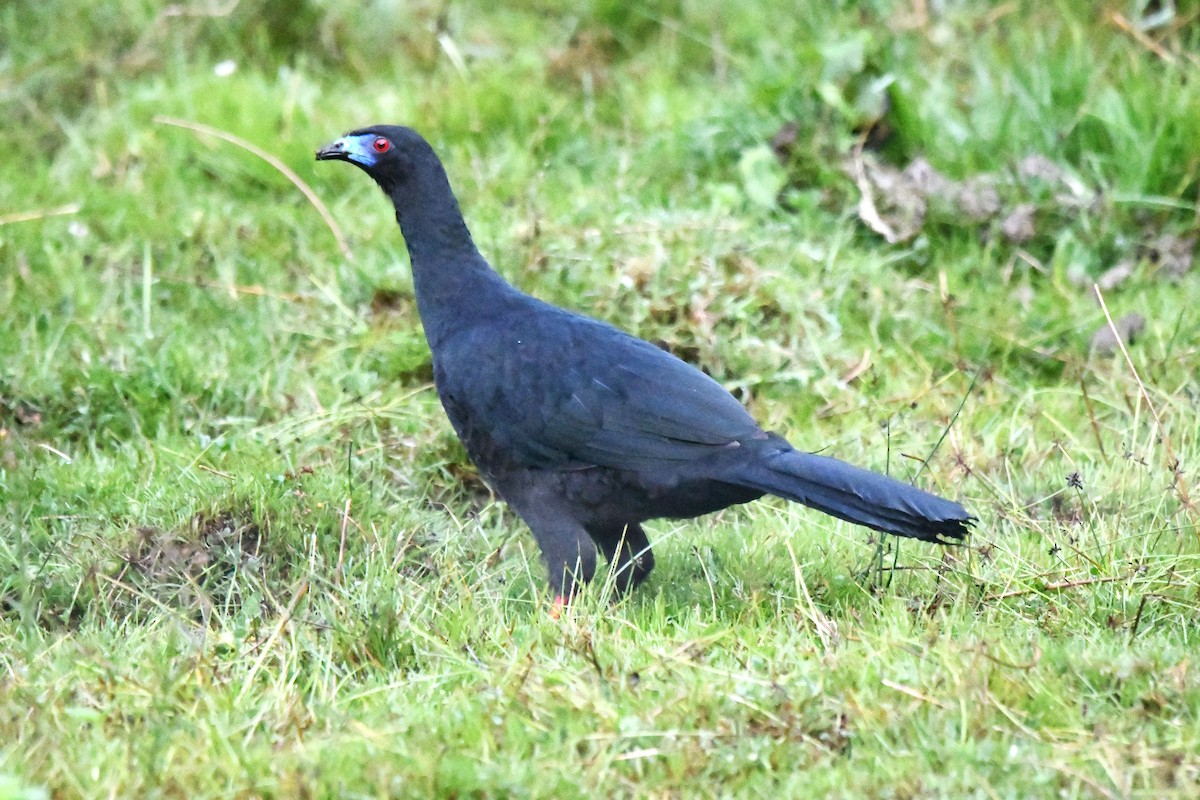 Pénélope unicolore - ML611124862