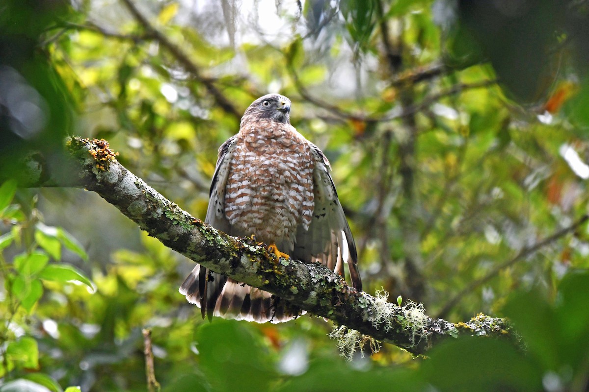 Broad-winged Hawk - ML611124875