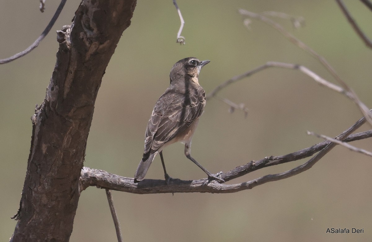 Heuglin's Wheatear - ML611124968