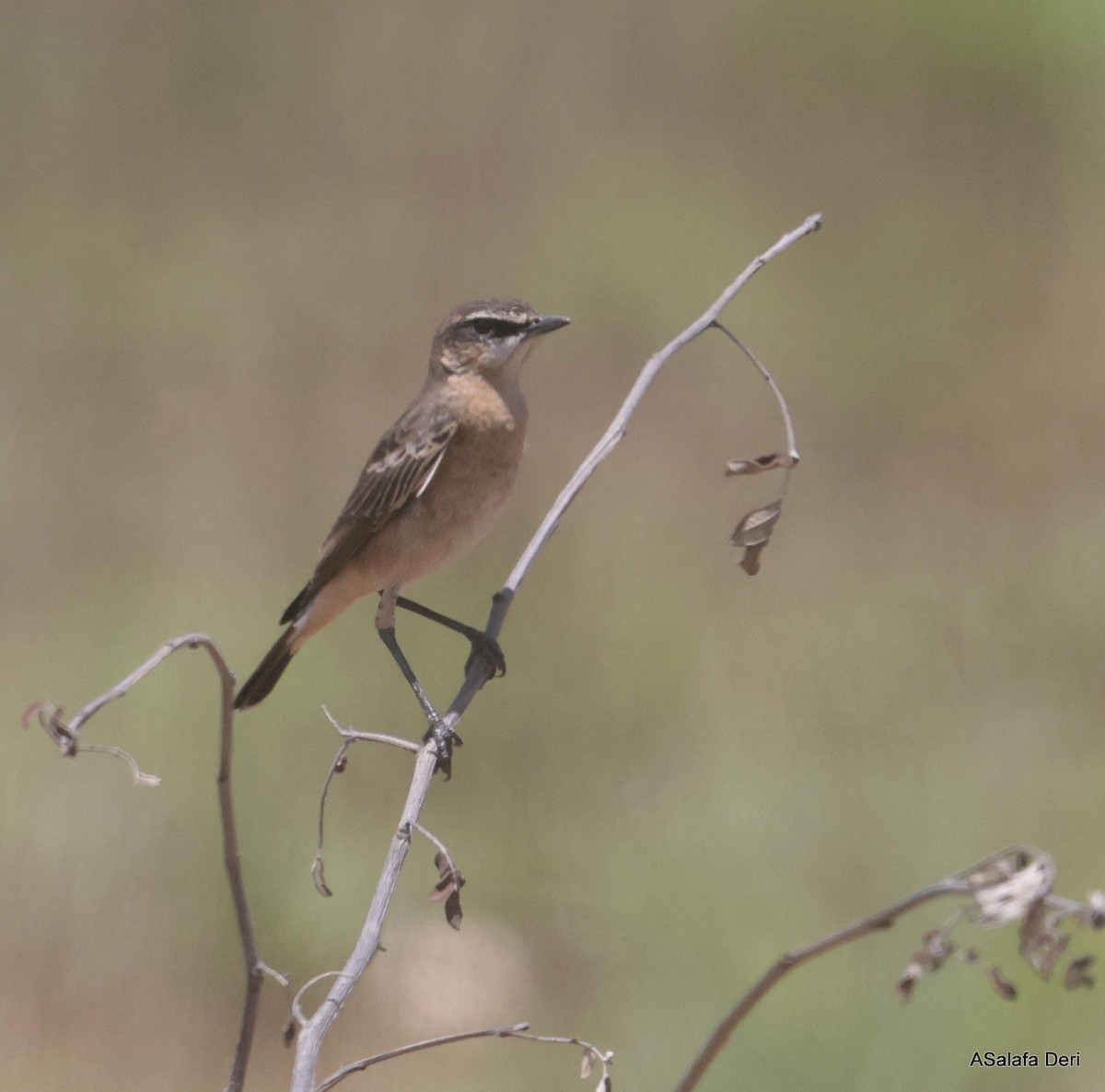 Heuglin's Wheatear - ML611124970