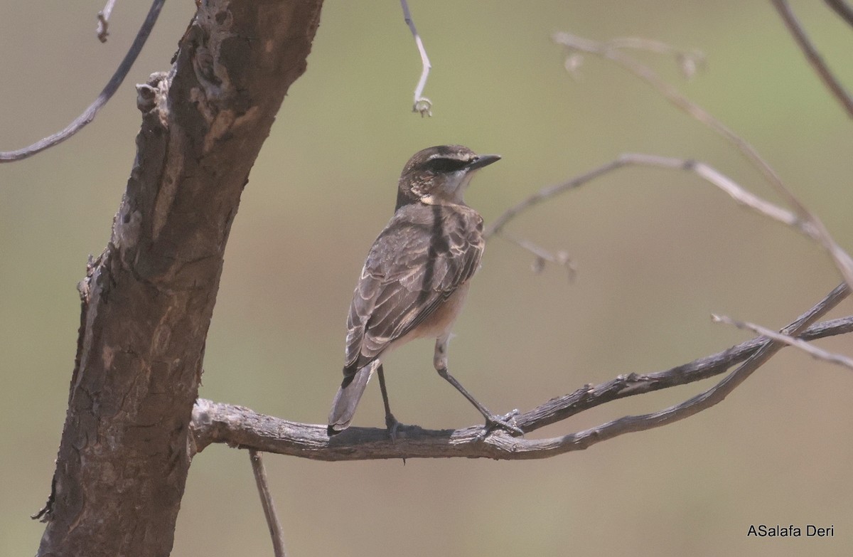 Heuglin's Wheatear - ML611124971