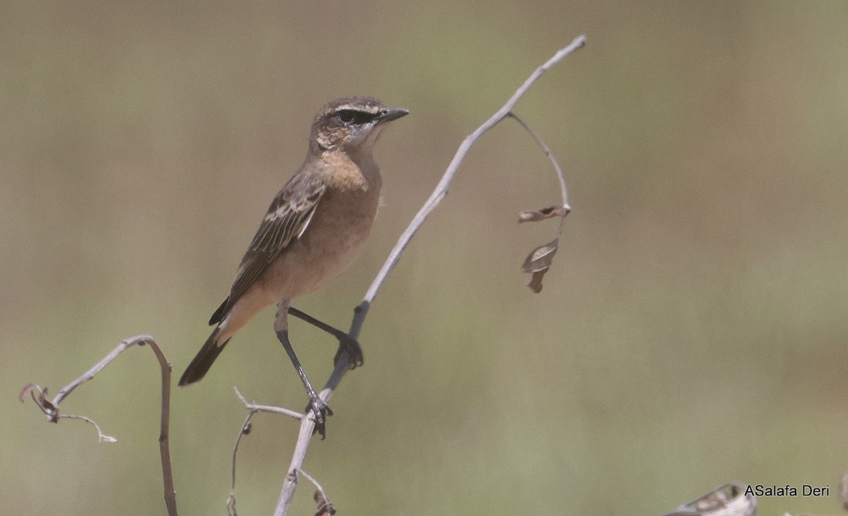 Heuglin's Wheatear - ML611124972