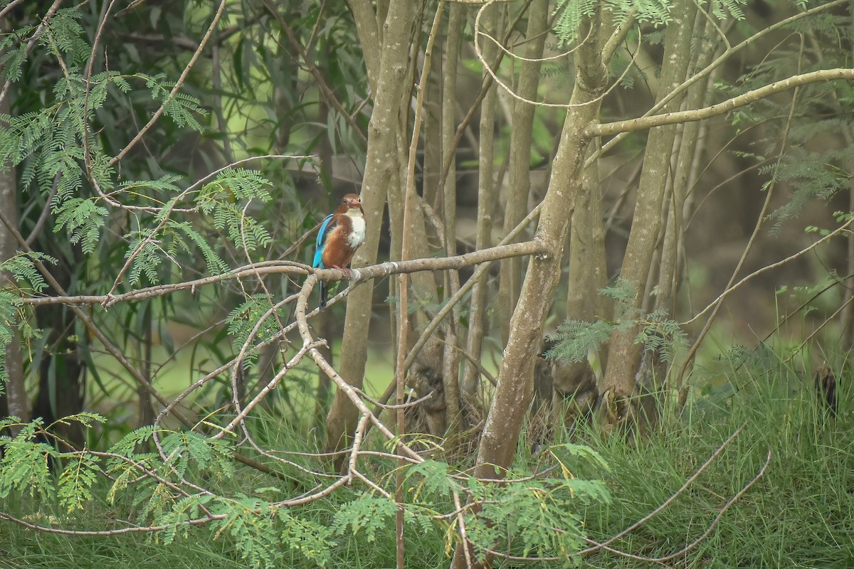 White-throated Kingfisher - ML611125020