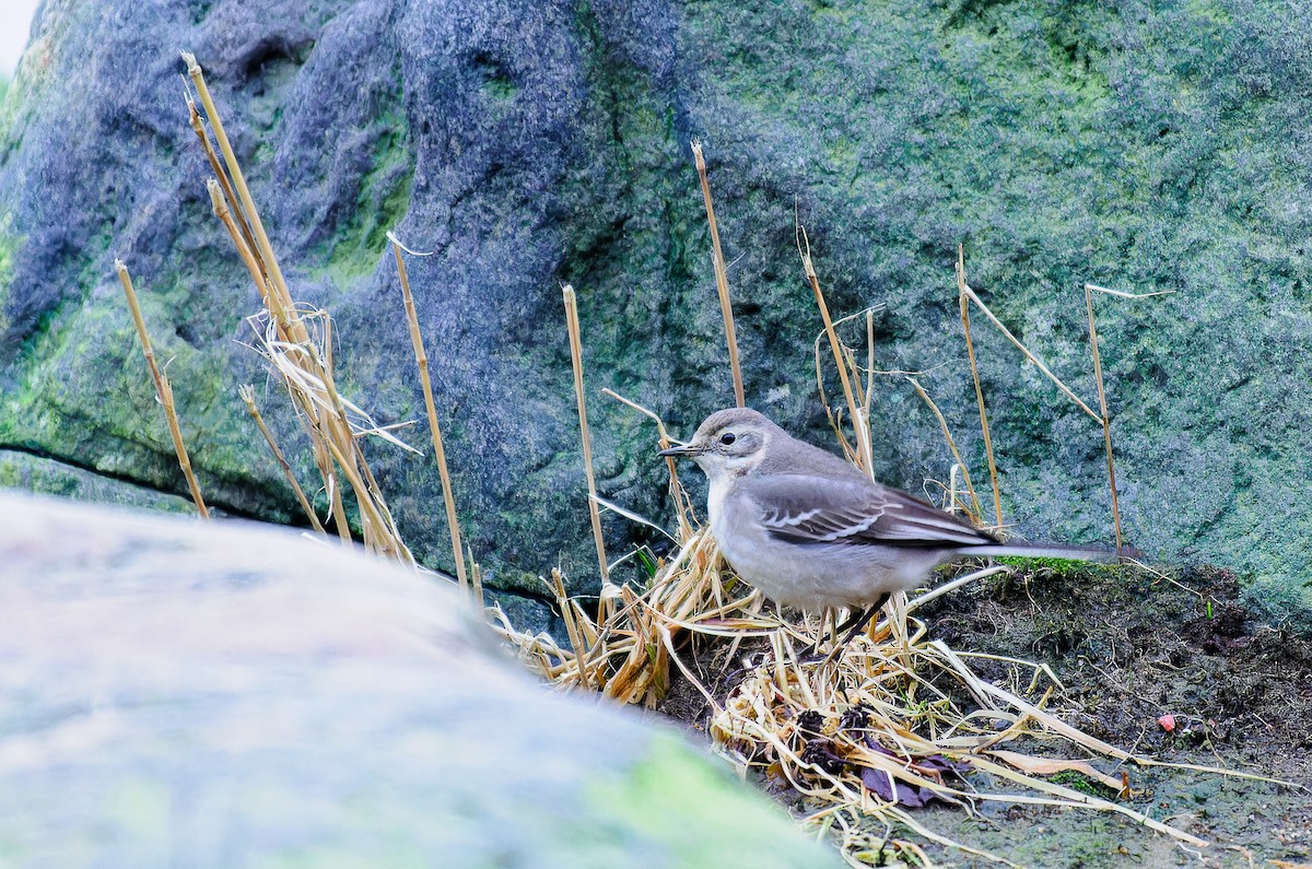 Citrine Wagtail - ML611125053