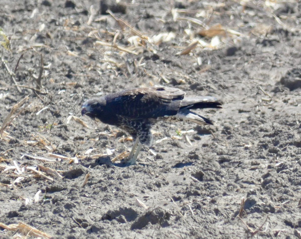 White-tailed Hawk - ML611125060