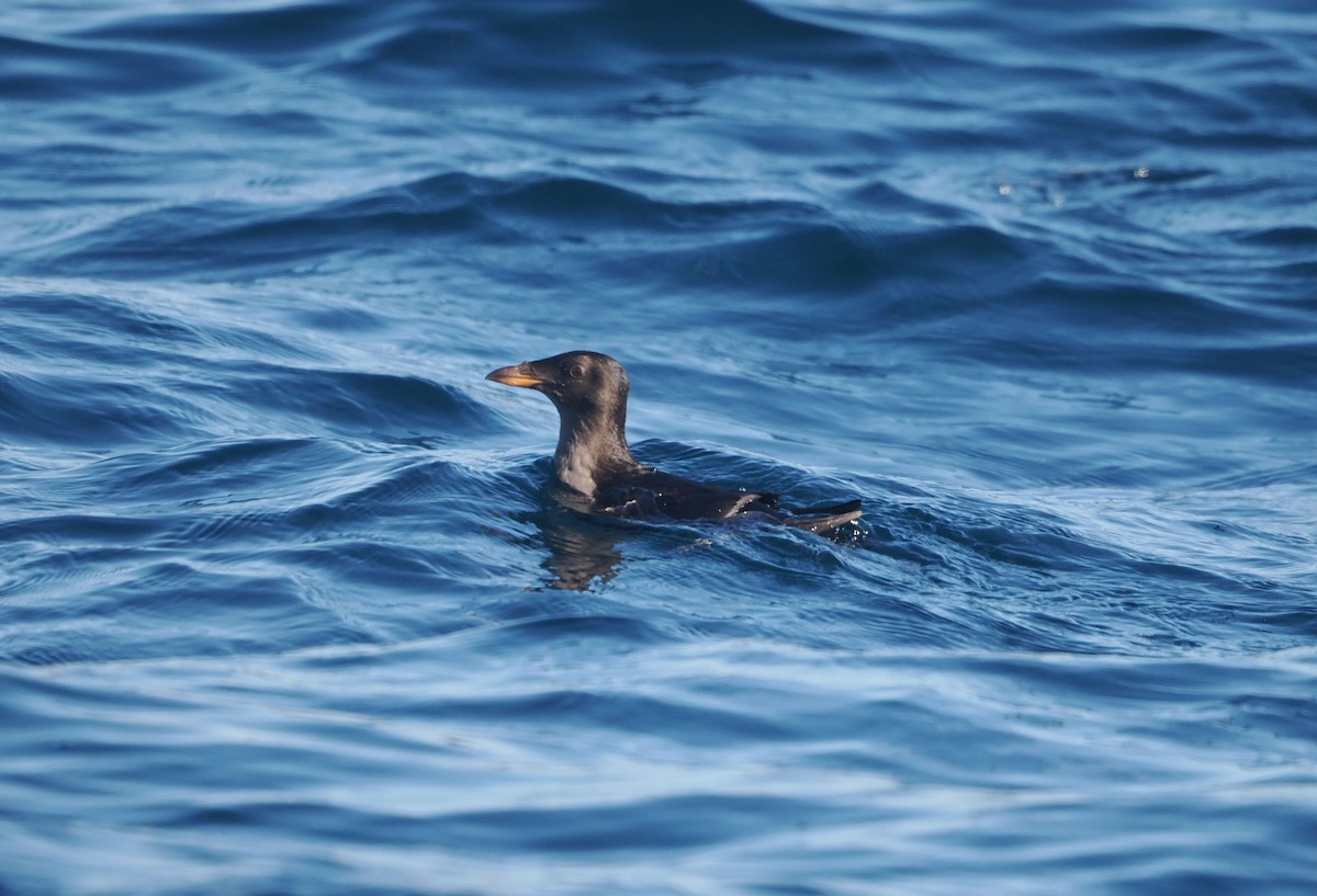 Rhinoceros Auklet - Paul Linton