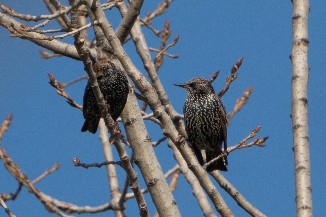 European Starling - ML611125082