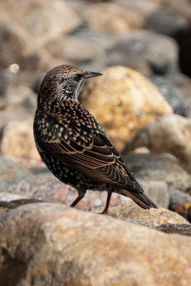 European Starling - ML611125084