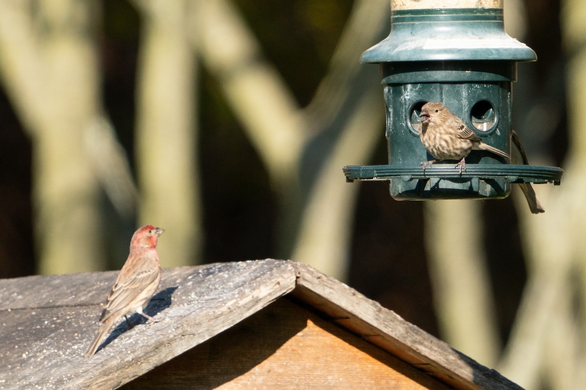 House Finch - ML611125125