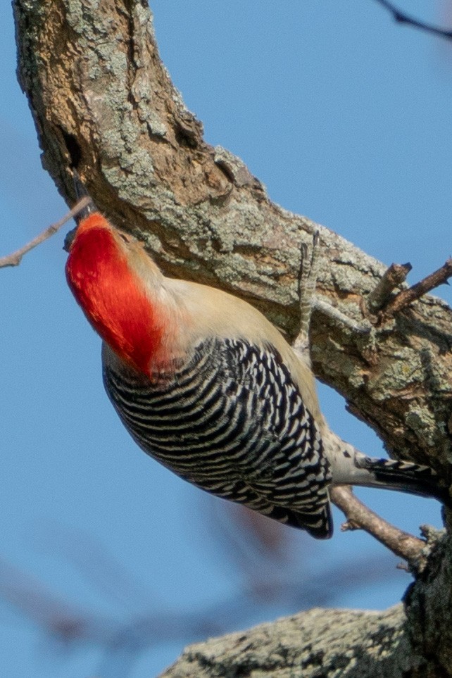 Red-bellied Woodpecker - ML611125198