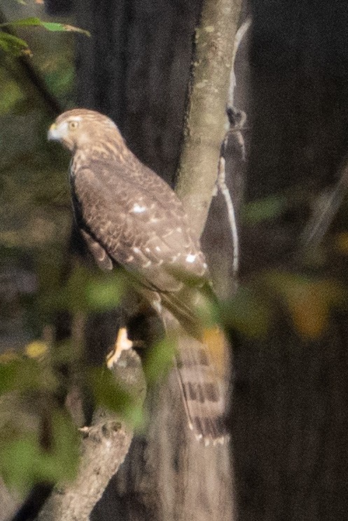 Cooper's Hawk - ML611125213
