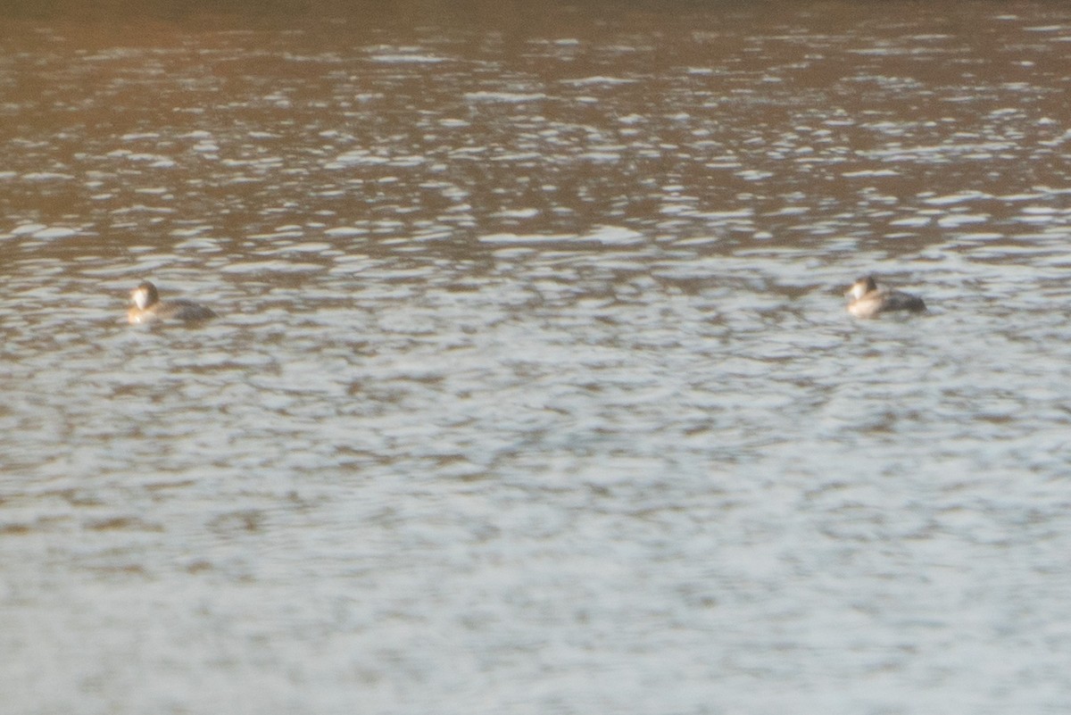 Ruddy Duck - ML611125238