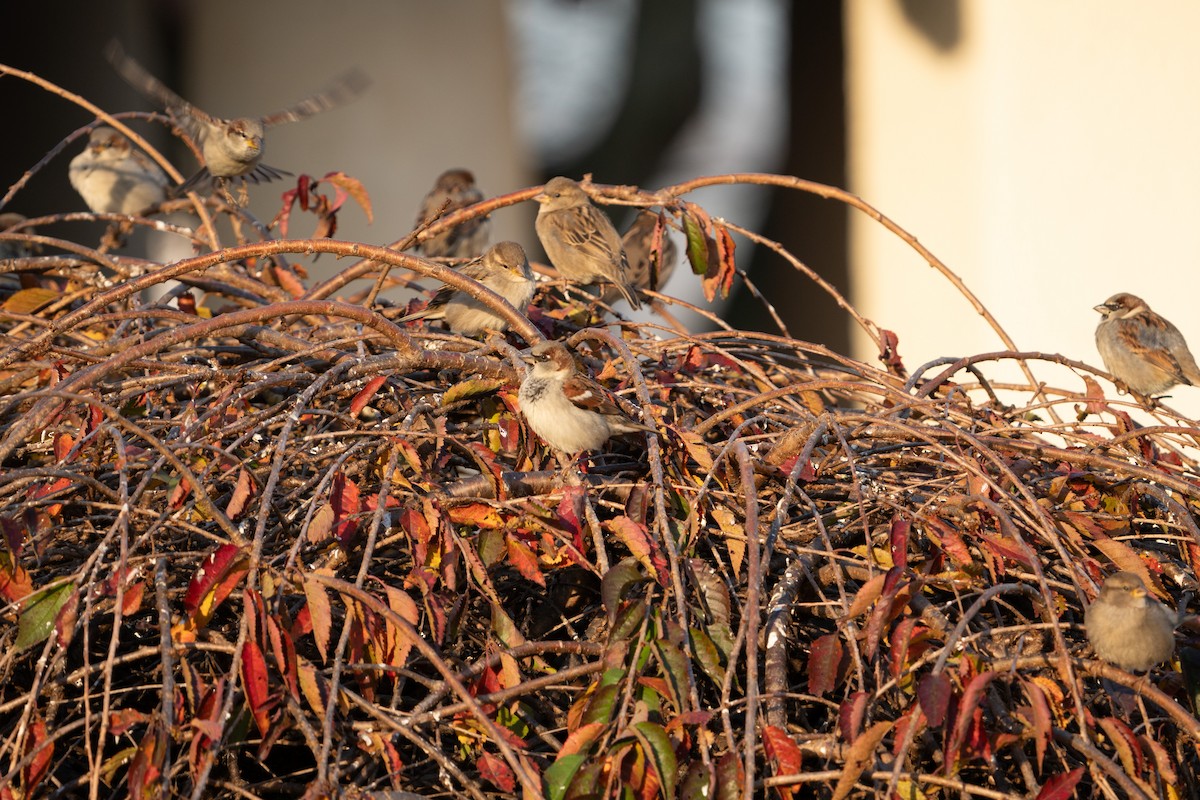 House Sparrow - ML611125375