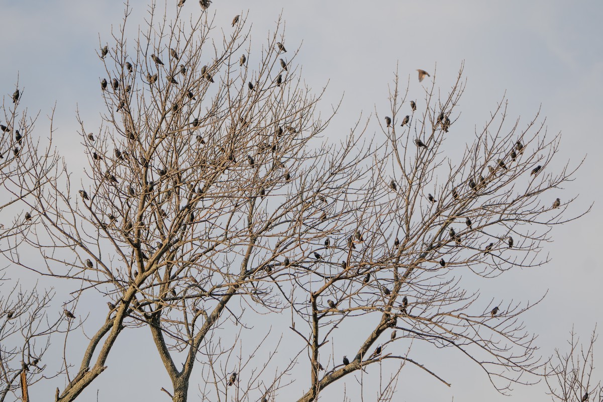 European Starling - ML611125377