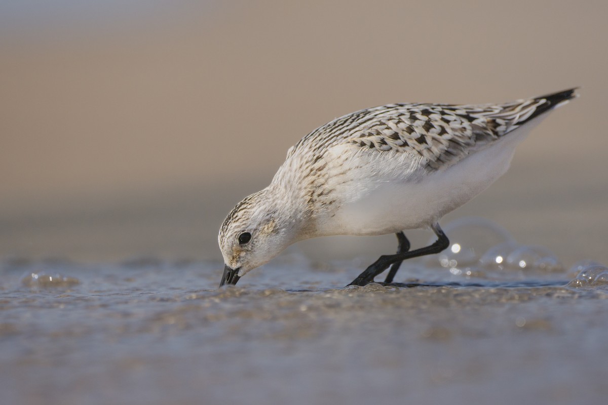 Sanderling - ML611125408