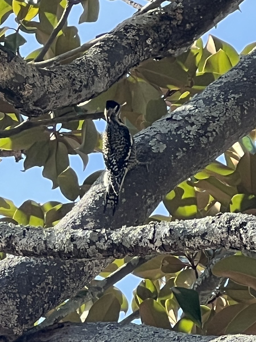 Yellow-bellied Sapsucker - ML611125536