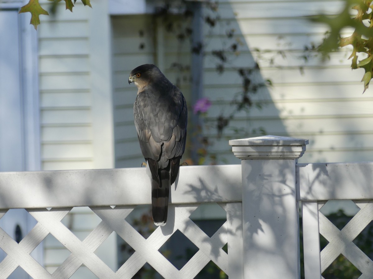 Cooper's Hawk - ML611125676