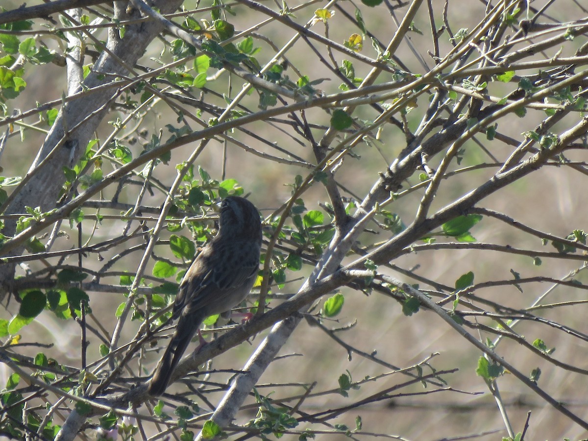 Rufous-crowned Sparrow - ML611125768