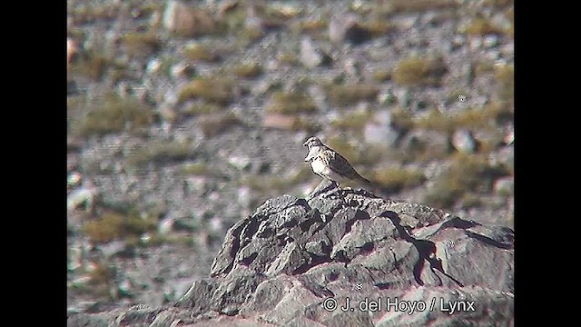 Gray-breasted Seedsnipe - ML611125789