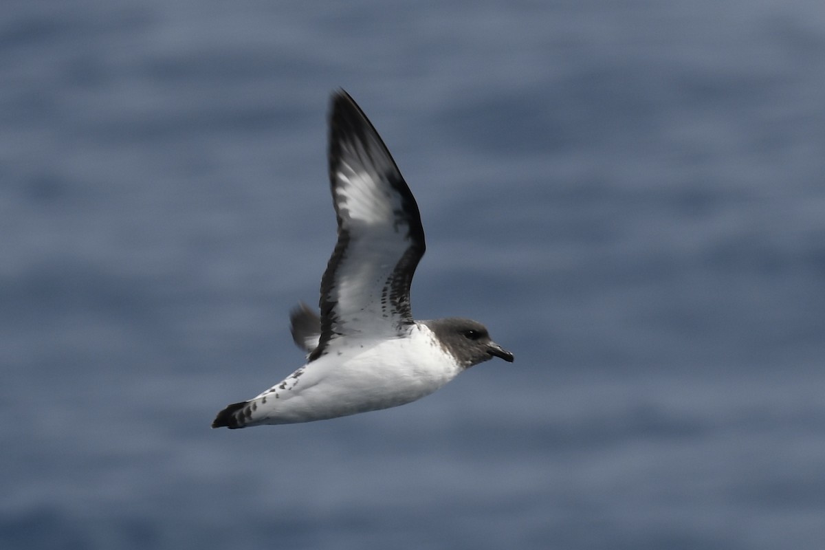 Pintado Petrel - ML611125838