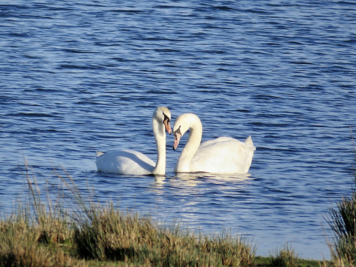 Mute Swan - ML611125879