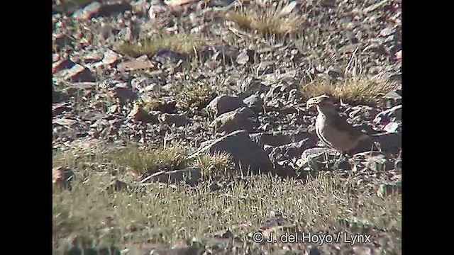 Géositte à ailes rousses - ML611125889