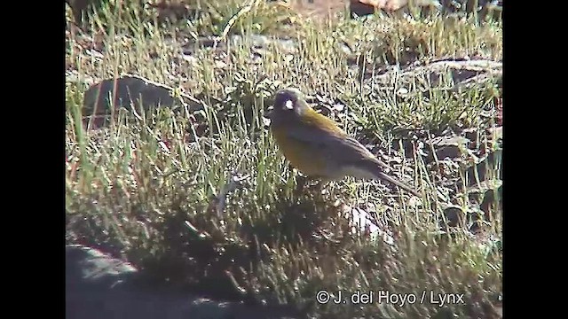 Gray-hooded Sierra Finch (gayi/caniceps) - ML611125922