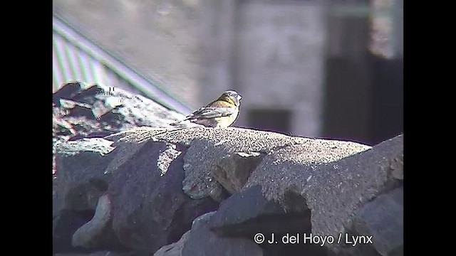 Gray-hooded Sierra Finch (gayi/caniceps) - ML611125924