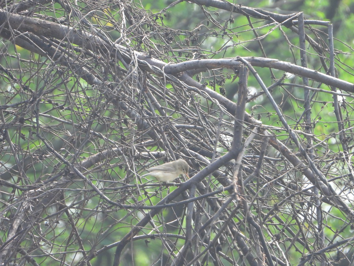 Sykes's Warbler - Gandhikumar Rangasamudram Kandaswami