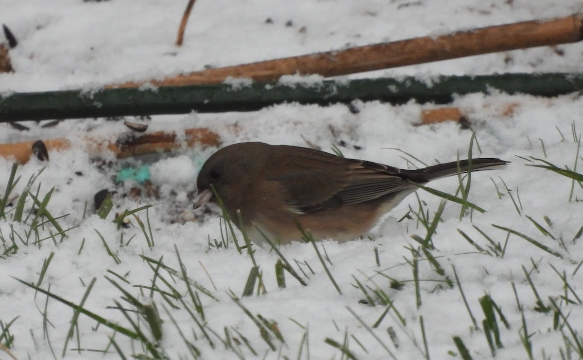 Dark-eyed Junco - ML611126023