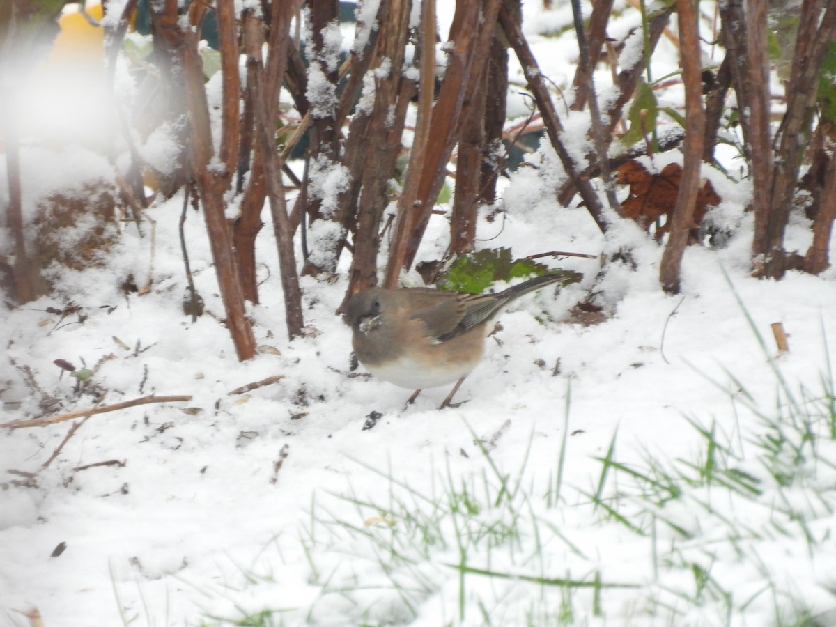 Dark-eyed Junco - ML611126025