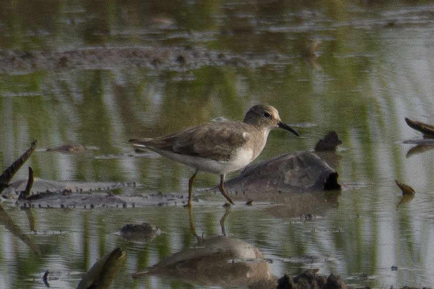 Темминкийн элсэг - ML611126044