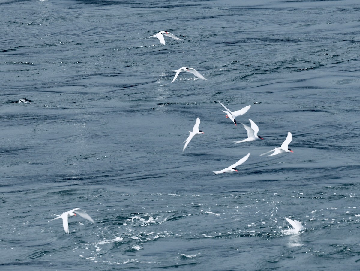 Antarctic Tern - ML611126047