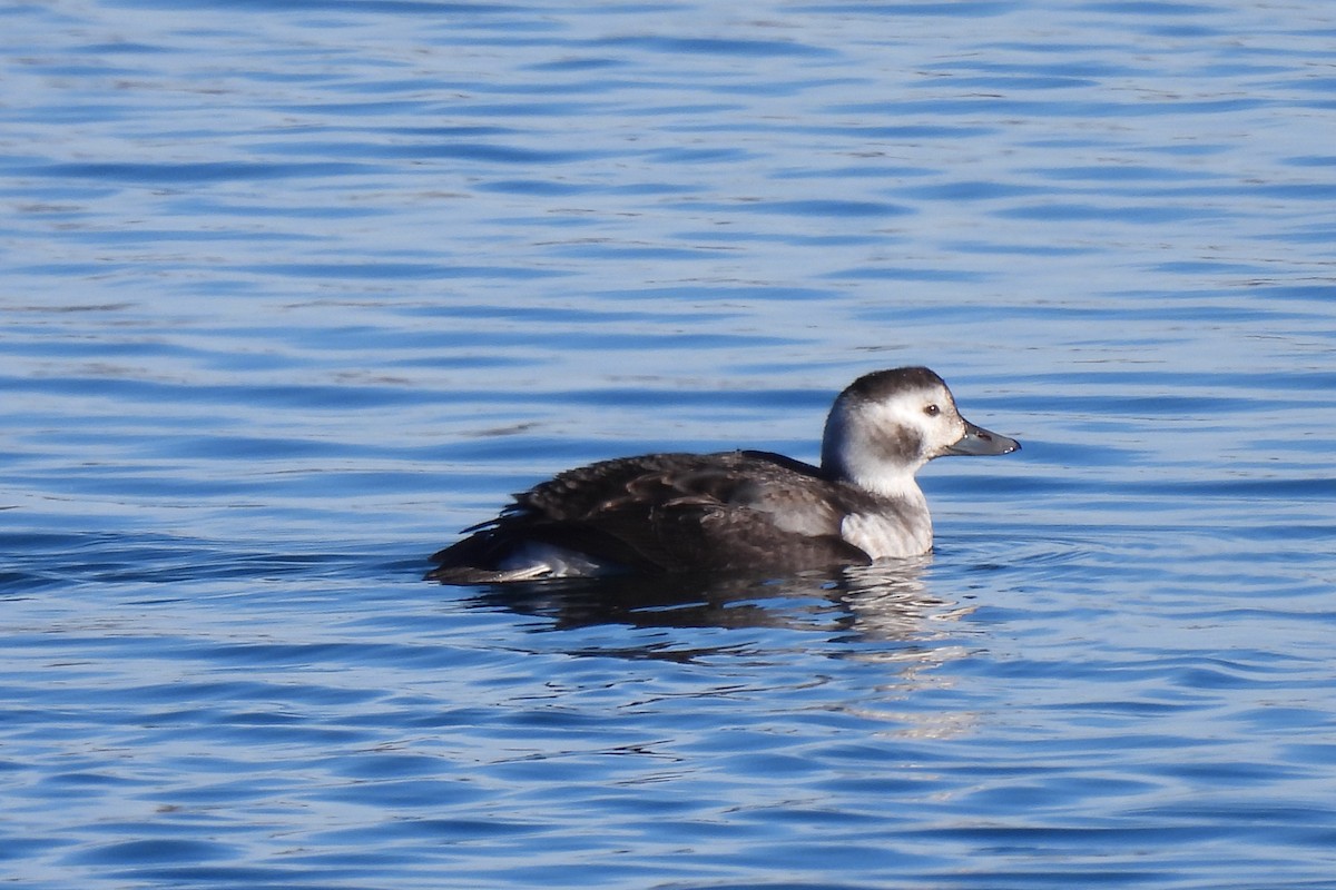 Long-tailed Duck - ML611126082