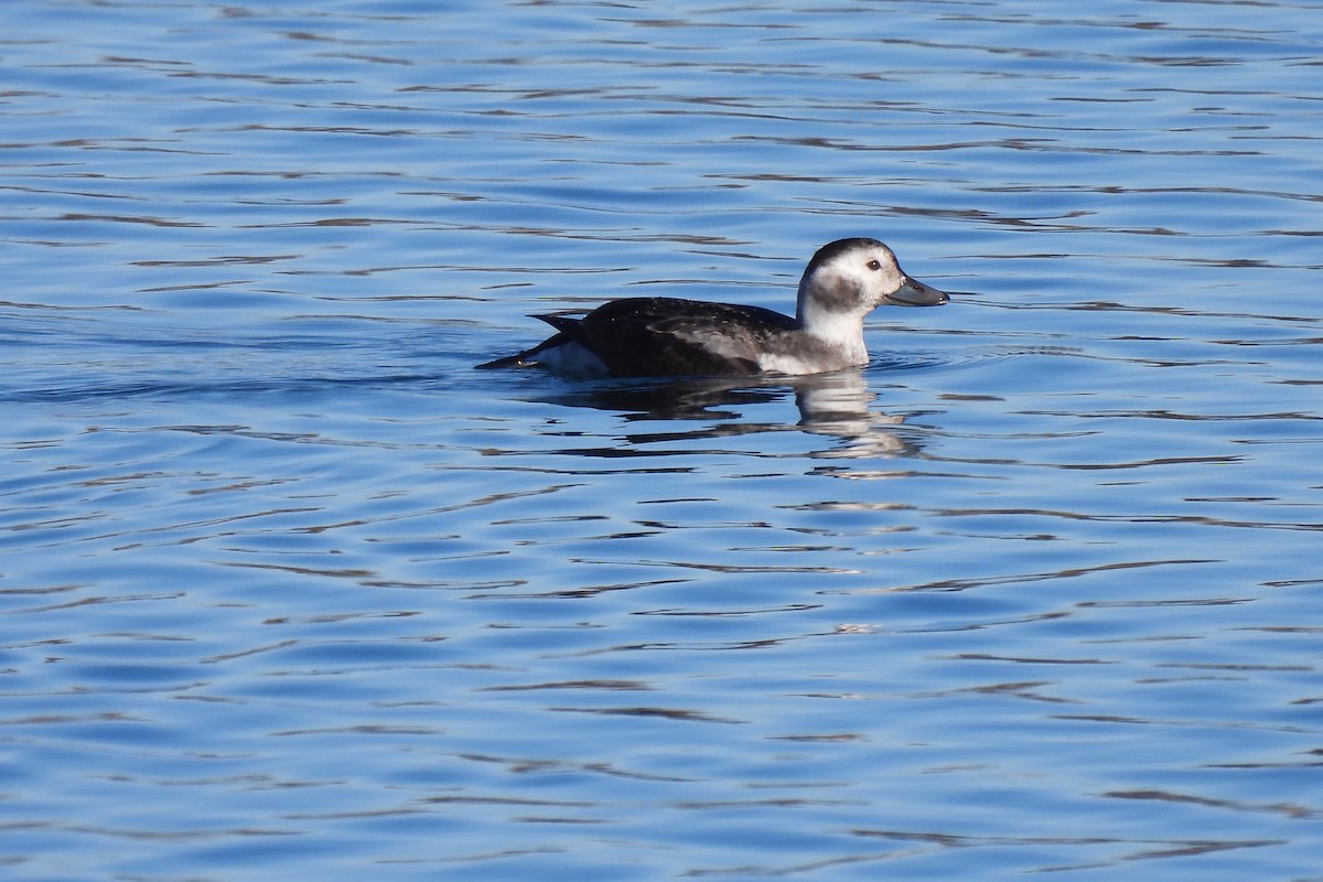 Long-tailed Duck - ML611126083