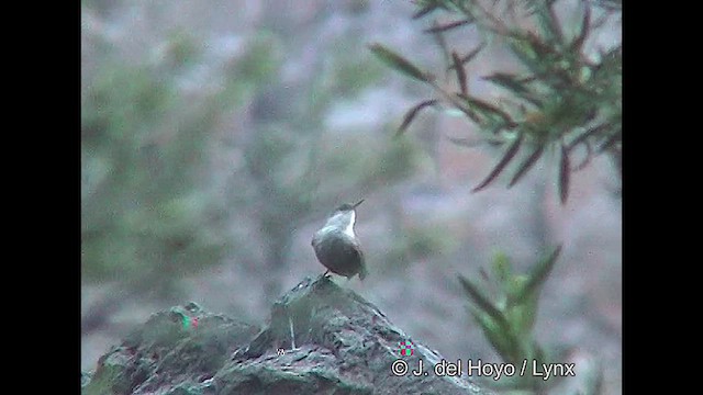 チリーカマドドリ - ML611126085