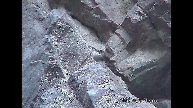 チリーカマドドリ - ML611126102