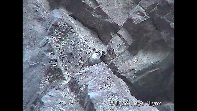 チリーカマドドリ - ML611126117