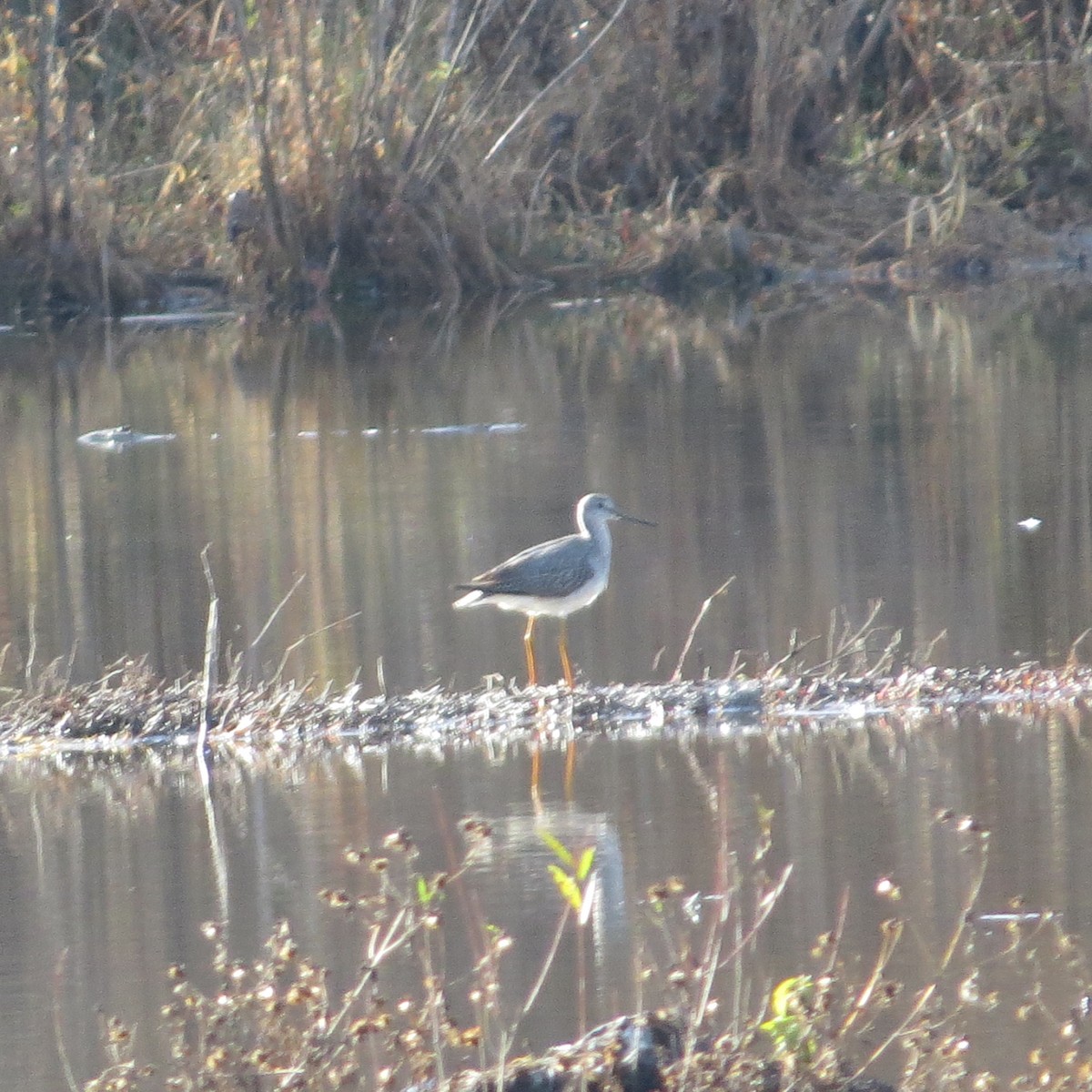 オオキアシシギ - ML611126131