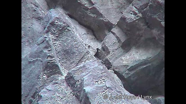 チリーカマドドリ - ML611126135