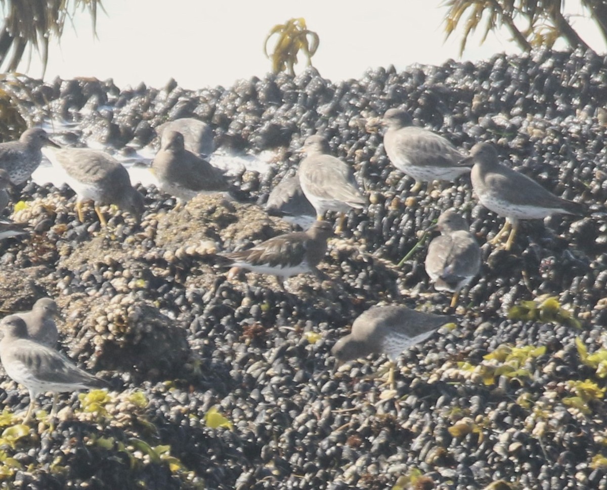 Black Turnstone - ML611126141