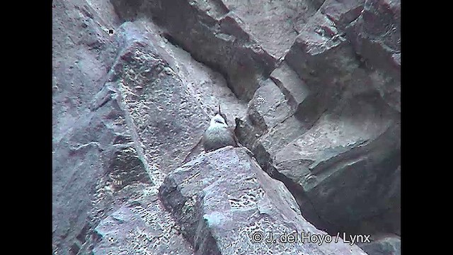 チリーカマドドリ - ML611126146