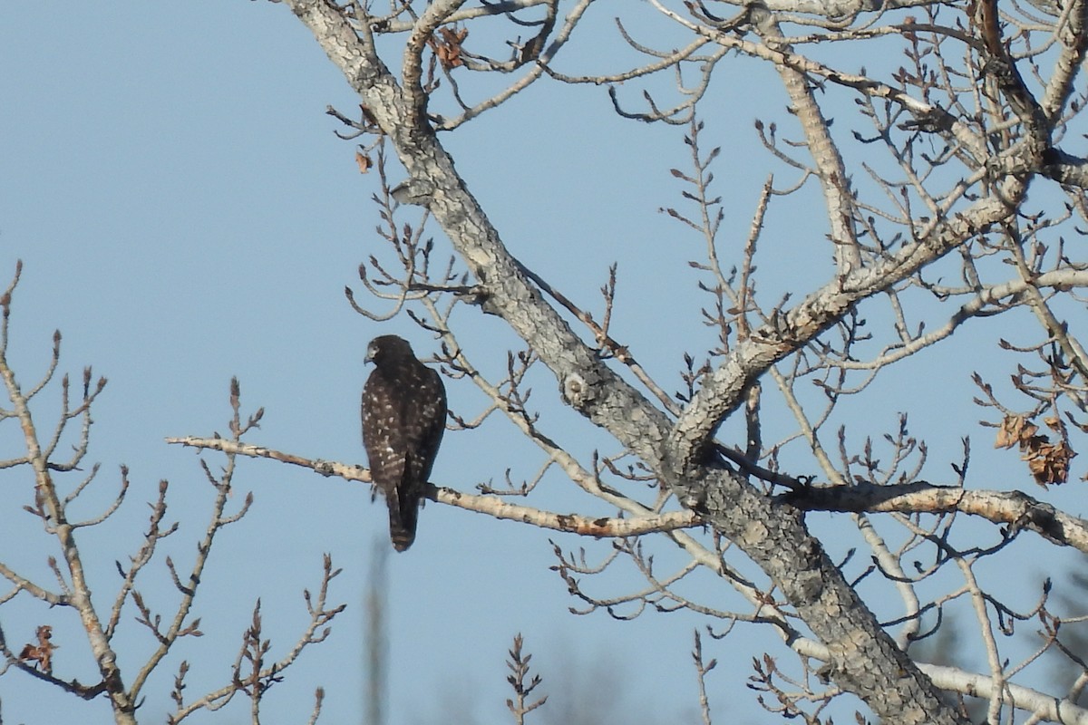 Red-tailed Hawk - dan spivak